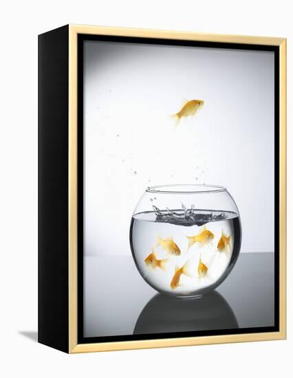 Goldfish jumping out of a bowl and escaping from the crowd-Steve Lupton-Framed Premier Image Canvas