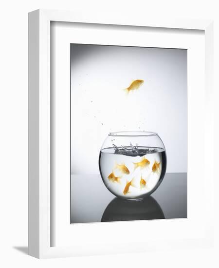 Goldfish jumping out of a bowl and escaping from the crowd-Steve Lupton-Framed Premium Photographic Print