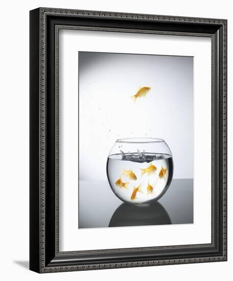 Goldfish jumping out of a bowl and escaping from the crowd-Steve Lupton-Framed Premium Photographic Print