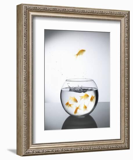 Goldfish jumping out of a bowl and escaping from the crowd-Steve Lupton-Framed Photographic Print