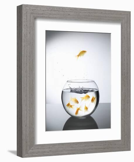 Goldfish jumping out of a bowl and escaping from the crowd-Steve Lupton-Framed Photographic Print