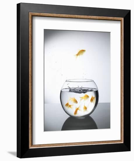 Goldfish jumping out of a bowl and escaping from the crowd-Steve Lupton-Framed Photographic Print