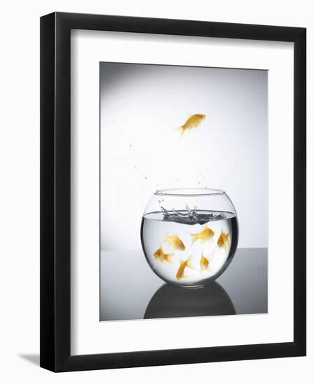 Goldfish jumping out of a bowl and escaping from the crowd-Steve Lupton-Framed Photographic Print