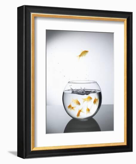 Goldfish jumping out of a bowl and escaping from the crowd-Steve Lupton-Framed Photographic Print