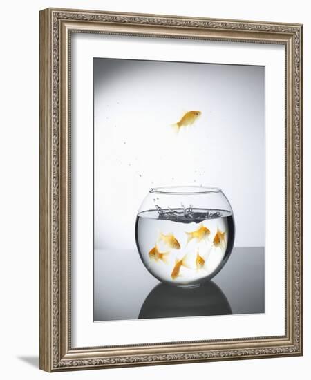 Goldfish jumping out of a bowl and escaping from the crowd-Steve Lupton-Framed Photographic Print