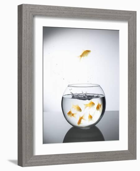 Goldfish jumping out of a bowl and escaping from the crowd-Steve Lupton-Framed Photographic Print