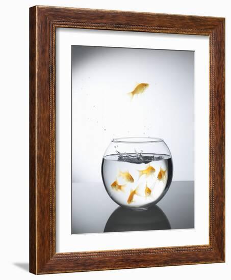 Goldfish jumping out of a bowl and escaping from the crowd-Steve Lupton-Framed Photographic Print