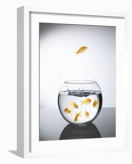 Goldfish jumping out of a bowl and escaping from the crowd-Steve Lupton-Framed Photographic Print