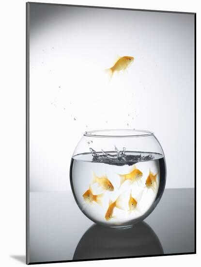 Goldfish jumping out of a bowl and escaping from the crowd-Steve Lupton-Mounted Photographic Print