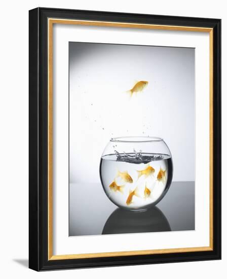 Goldfish jumping out of a bowl and escaping from the crowd-Steve Lupton-Framed Photographic Print