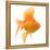 Goldfish Studio Shot-null-Framed Premier Image Canvas