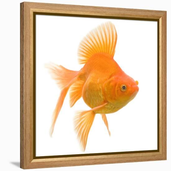 Goldfish Studio Shot-null-Framed Premier Image Canvas