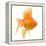 Goldfish Studio Shot-null-Framed Premier Image Canvas