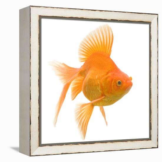 Goldfish Studio Shot-null-Framed Premier Image Canvas