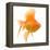 Goldfish Studio Shot-null-Framed Premier Image Canvas