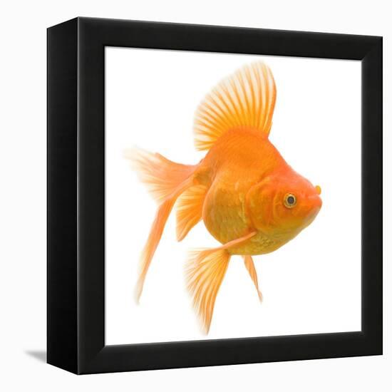 Goldfish Studio Shot-null-Framed Premier Image Canvas