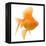 Goldfish Studio Shot-null-Framed Premier Image Canvas