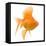 Goldfish Studio Shot-null-Framed Premier Image Canvas