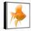 Goldfish Studio Shot-null-Framed Premier Image Canvas