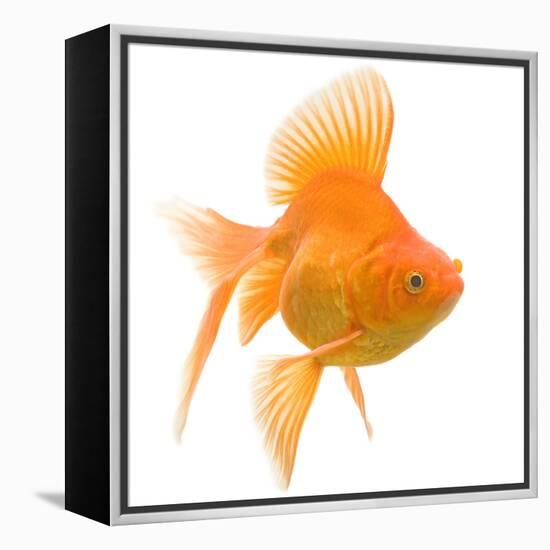 Goldfish Studio Shot-null-Framed Premier Image Canvas