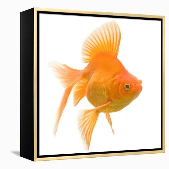 Goldfish Studio Shot-null-Framed Premier Image Canvas