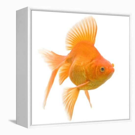 Goldfish Studio Shot-null-Framed Premier Image Canvas