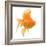 Goldfish Studio Shot-null-Framed Photographic Print