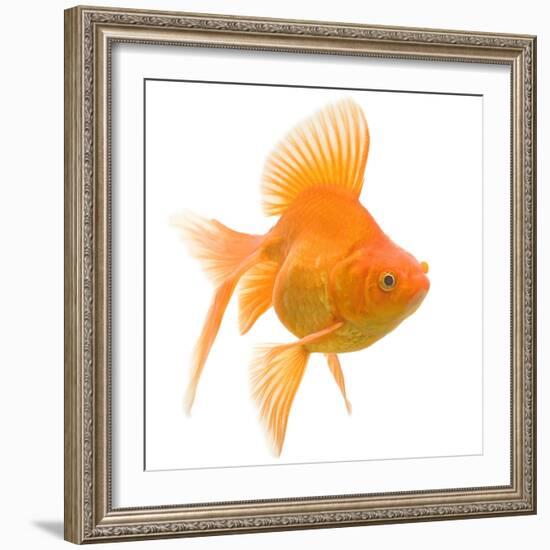 Goldfish Studio Shot-null-Framed Photographic Print