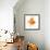 Goldfish Studio Shot-null-Framed Photographic Print displayed on a wall