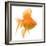 Goldfish Studio Shot-null-Framed Photographic Print