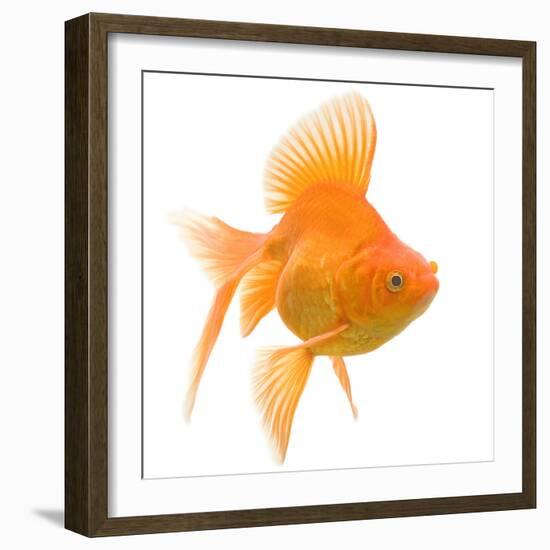 Goldfish Studio Shot-null-Framed Photographic Print