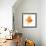 Goldfish Studio Shot-null-Framed Photographic Print displayed on a wall