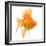 Goldfish Studio Shot-null-Framed Photographic Print