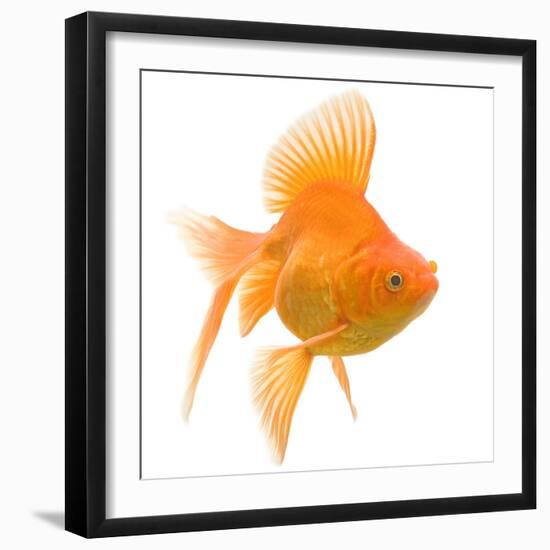 Goldfish Studio Shot-null-Framed Photographic Print