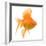 Goldfish Studio Shot-null-Framed Photographic Print