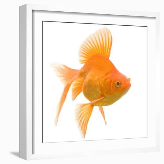 Goldfish Studio Shot-null-Framed Photographic Print