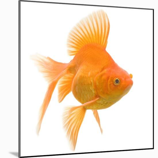 Goldfish Studio Shot-null-Mounted Photographic Print
