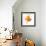 Goldfish Studio Shot-null-Framed Photographic Print displayed on a wall