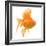 Goldfish Studio Shot-null-Framed Photographic Print