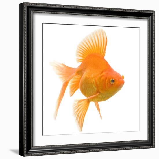 Goldfish Studio Shot-null-Framed Photographic Print