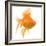 Goldfish Studio Shot-null-Framed Photographic Print