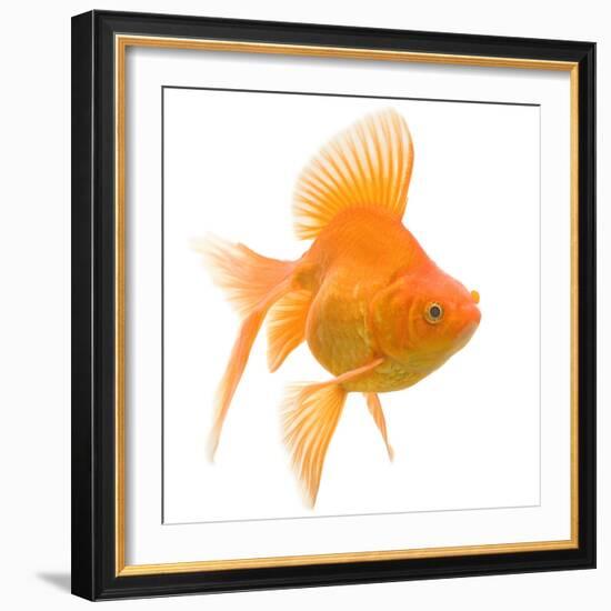 Goldfish Studio Shot-null-Framed Photographic Print