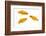 Goldfish Swimming in Water-Herbert Kehrer-Framed Photographic Print