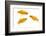 Goldfish Swimming in Water-Herbert Kehrer-Framed Photographic Print