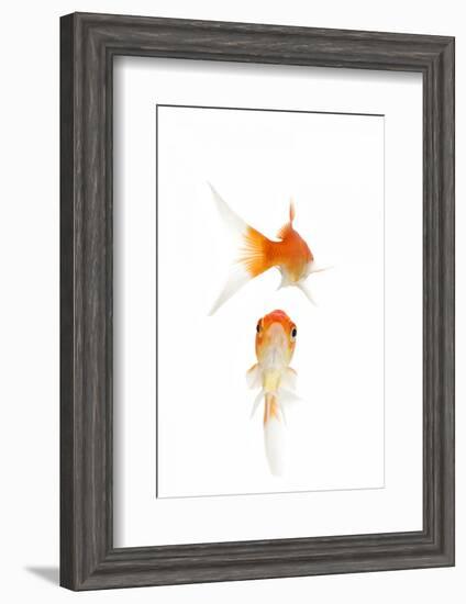 Goldfish Swimming in Water-Herbert Kehrer-Framed Photographic Print