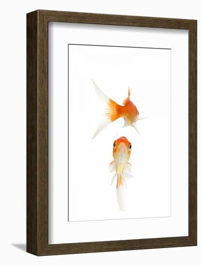 Goldfish Swimming in Water-Herbert Kehrer-Framed Photographic Print