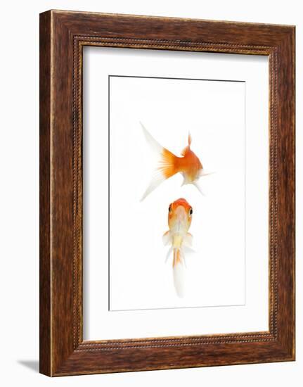 Goldfish Swimming in Water-Herbert Kehrer-Framed Photographic Print