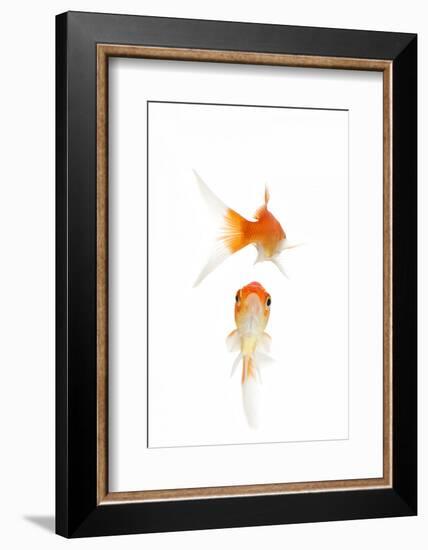 Goldfish Swimming in Water-Herbert Kehrer-Framed Photographic Print