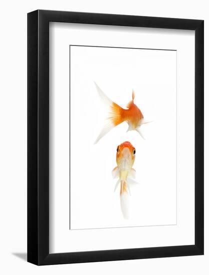 Goldfish Swimming in Water-Herbert Kehrer-Framed Photographic Print