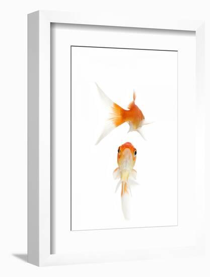 Goldfish Swimming in Water-Herbert Kehrer-Framed Photographic Print